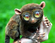 a close up of a small animal on a person's hand with green grass in the background