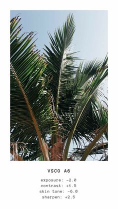 a palm tree with the sky in the background and text overlay that reads, vsco ao