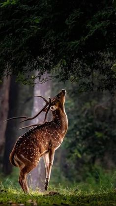 a deer standing on top of a lush green field next to a forest filled with trees