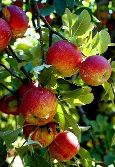 apples are hanging from the branches of an apple tree