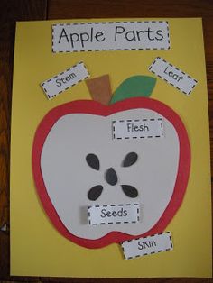 an apple cut out from paper on top of a yellow card with words that read apples parts