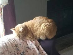 an orange cat sitting on top of a bed next to a window