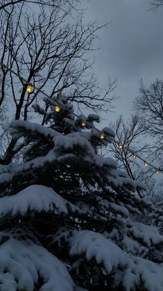 a tree covered in snow with lights on it