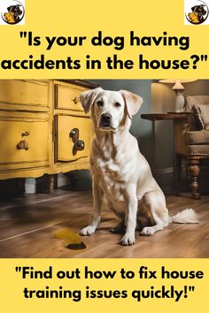 a dog is sitting on the floor in front of a yellow dresser with an advertise