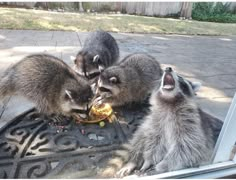 three raccoons are eating food out of the open door