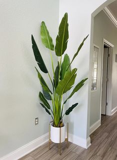 a potted plant sitting on top of a wooden floor next to a white wall