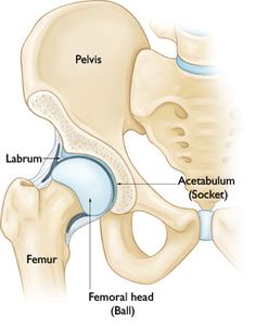 Snapping Hip-OrthoInfo - AAOS Hip Dislocation, Hip Anatomy, Hip Flexor Exercises, Exercise Science, Hip Surgery, Hip Flexor Stretch