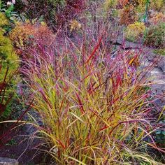 some red and yellow plants in a garden