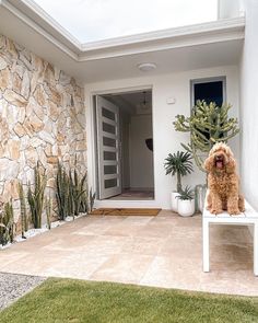 a dog is sitting on a bench in front of a house with cactus and succulents