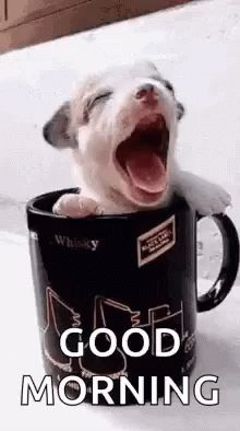 a dog is sitting in a coffee cup with its mouth open and tongue hanging out