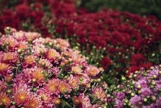 many different colored flowers in a field