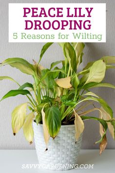 a potted plant sitting on top of a table with the words peace lily dropping