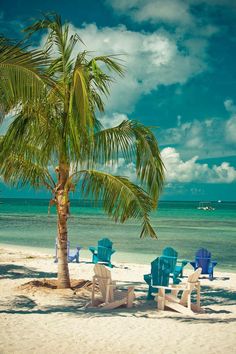 a palm tree on the beach next to some blue and white chairs under a cloudy sky