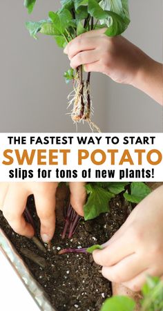 two hands are holding up some plants in the soil with text overlay that reads, the fastest way to start sweet potato slips for tons of new plants