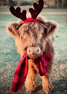 a brown cow wearing a red scarf and antlers