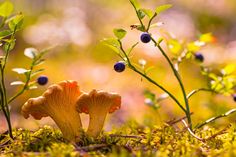 two small mushrooms sitting on the ground with blueberries growing out of it's tops