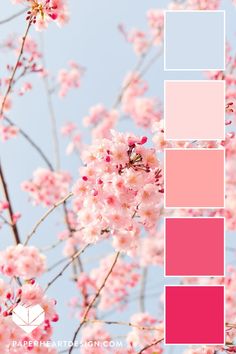 Close up photo of cherry blossoms in spring with a color palette overlay featuring shades of pink and light blue, by Paper Heart Design Blush Pink Palette Color Schemes, Pink Spring Color Palette, Colors Of Pink Shades, Cherry Blossom Decor Bedroom, Pink And Blue Pallet, Colors That Go With Blush Pink, Pink Blue Color Scheme, Lively Color Palette, Cute Pallete Color