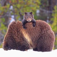 a brown bear sitting on top of another bear in the snow with trees in the background