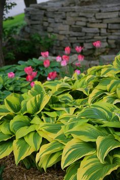 green and yellow plants with pink flowers in the foreground, next to a stone wall