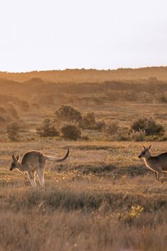 two kangaroos are walking in an open field