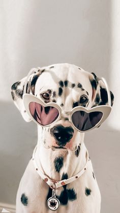 a dalmatian dog wearing heart shaped sunglasses