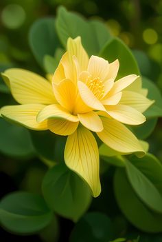 a yellow flower with green leaves in the background