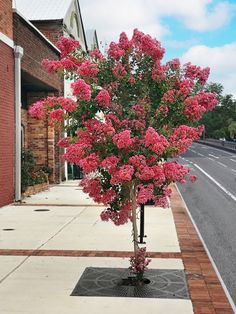 a tree with pink flowers is on the sidewalk