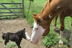 a baby horse standing next to an adult horse