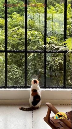 a cat sitting in front of a window looking out at the trees outside and on the ground