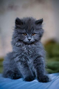 Nebelung Cat, Dream's Cat, Domestic Cat, Beautiful Cats, Cat Life