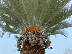 a palm tree with lots of fruit growing on it