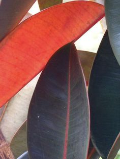 a close up view of the leaves of a plant with bright red and green colors