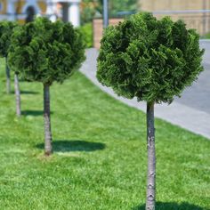 three small trees in the grass next to each other