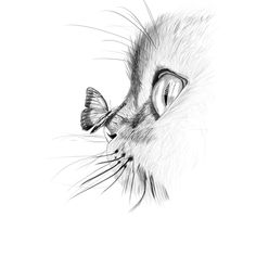 a drawing of a cat with a butterfly on its nose