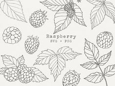 raspberry clipart set with leaves and berries on white background, black and white