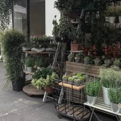 many potted plants are on display in front of a store