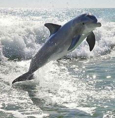 a dolphin is jumping out of the water