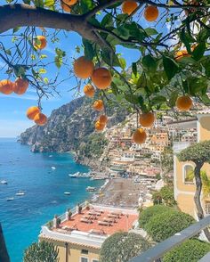 an orange tree with lots of fruit hanging from it's branches next to the ocean