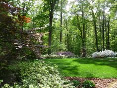 a lush green lawn surrounded by trees and bushes