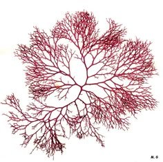 the top view of a red sea fan on a white background with watermarks