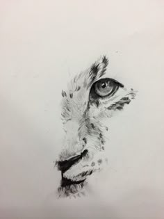 a pencil drawing of a cheetah's face with the eye looking straight ahead