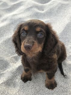 a brown and black puppy sitting on top of a sandy beach