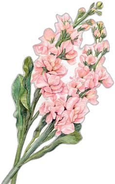 watercolor painting of pink flowers on white background