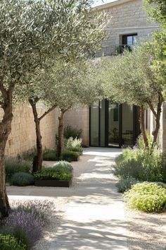 an olive tree in the middle of a garden with stone walls and trees lining both sides