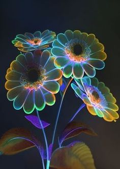 three flowers are glowing brightly in the dark