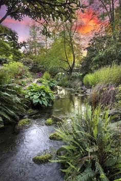 an image of a river surrounded by trees and plants in the forest with colorful sky