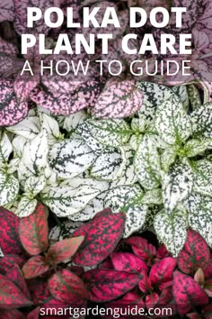 pink and green plants with text overlay that reads polka dot plant care how to guide