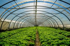 the inside of a large greenhouse with lots of green plants growing on it's sides