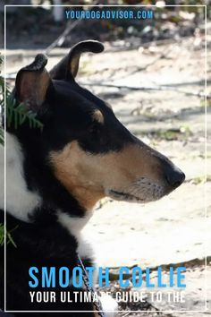 a black and brown dog sitting on top of a sandy ground next to a tree