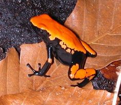 a small orange and black frog sitting on top of a leaf covered ground next to leaves